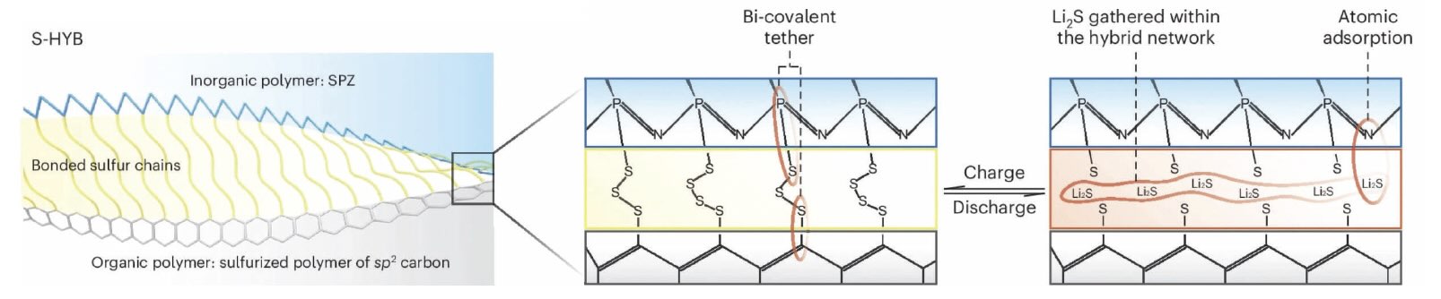 A more detailed view of the composition of the sulfurized polymer hybrid network demonstrates how the bonding among atoms may change during a charge, discharge cycle.